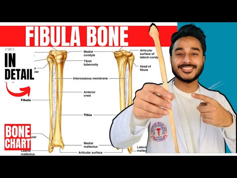 fibula bone anatomy 3d | anatomy of fibula bone attachments anatomy | bones of lower limb anatomy