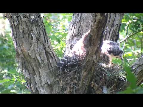 Hawk chick has bad legs