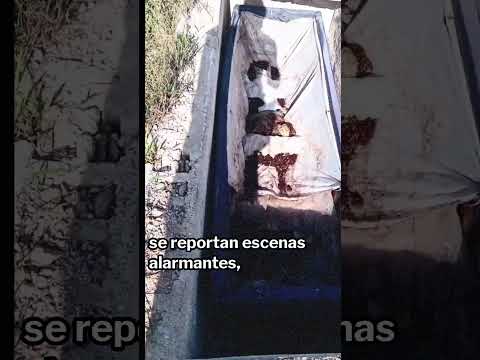 Cementerios en ruinas y tumbas abiertas en varios camposantos de Cuba.