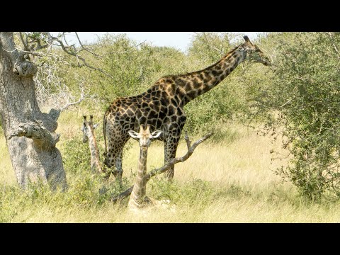 Giraffes hanging out in South Africa