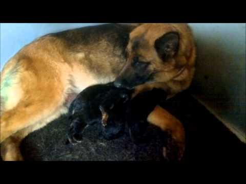 A(2)-kullet av Svebø født 1/8-12