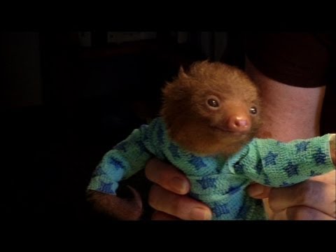 Tiny Baby Sloth gets the Onesie Treatment - 'Meet The Sloths' Animal Planet