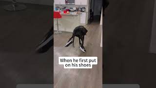 Download lagu Dog first time wearing shoes #funny #anmals #funnypet #dog #pets #besties #funnycute mp3