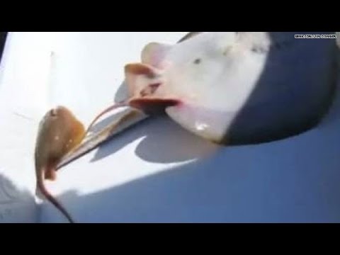 Pescador faz parto em arraia depois de capturá-la