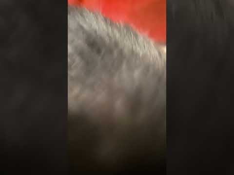 Kirby the cat! #kirbythecat #kirby #catlovers #cat #cataholic #catvideos #animals #animallovers