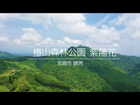 椿山森林公園（紫陽花）