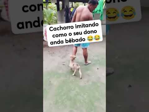 Viralizou! Cachorro copia os passos do dono bêbado e impressiona