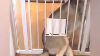 Смешные моменты животных