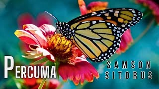 Download lagu Samson Sitorus - PERCUMA (Lagu Batak Terbaru 2025) ||  Music Audio mp3