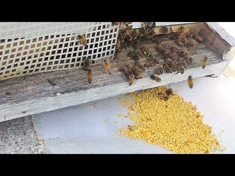 Hack: POLLEN TRAP for pennies! 