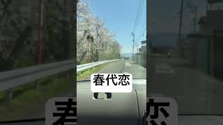 花粉以外は春は好き#movie #music #shorts #shortsvideo #spring