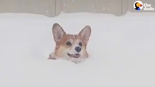 Corgi in snow