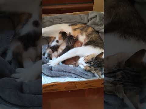 Calico Kittens (3 With Complete Different Color)