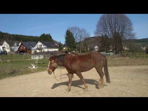 Die Frage des "Wer bewegt Wen?" anhand der 7 Spiele nach Parelli erklärt