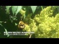 Brown-belted Bumblebee: Nature Vlog #13