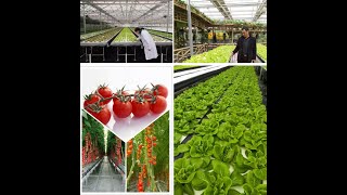 Multi-Span Agricultural Greenhouses, Vegetable Glass Greenhouse