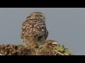 Little Owl Call Of