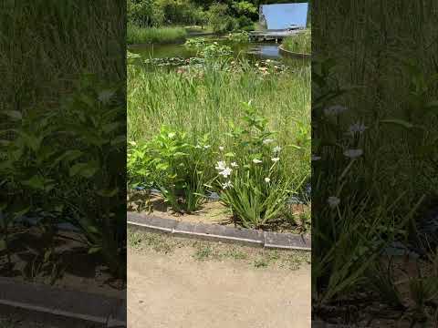 シベリアアイリス 植物