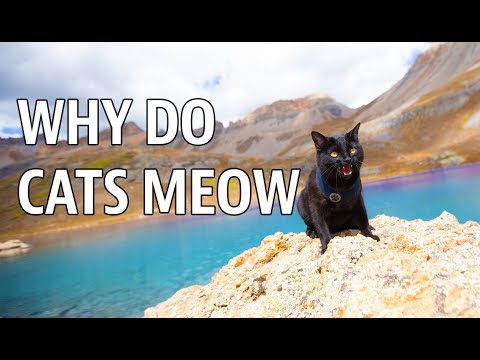 WHY do CATS MEOW?