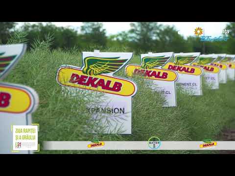 Rapița DEKALB, spectacol în câmpul de la SCDA Caracal