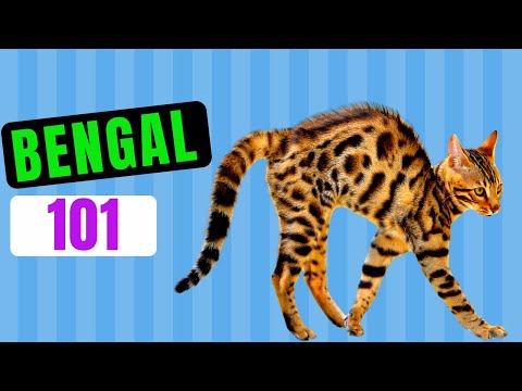 Bengal Cat 101 / Watch Before Getting One /  Everything About Bengal Cats
