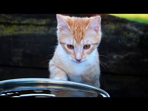 How to Calm Down a Kitten - YouTube