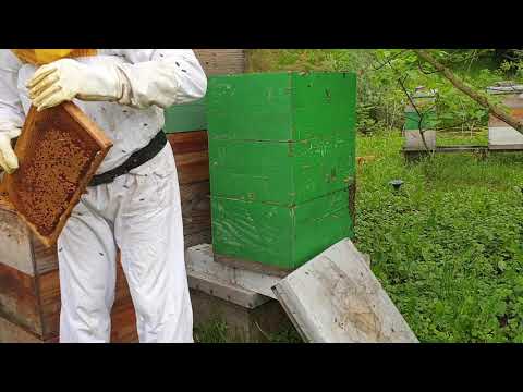 STRESANJE PCELA BEZ STRESA.24.05.2021.