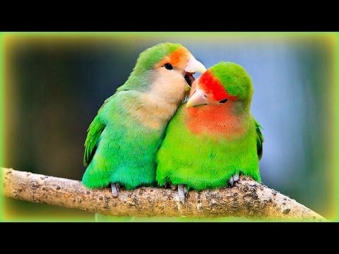 ❀ Lovebirds' Sounds - 1 Hour