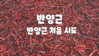 고추 양근 처음 만들어 봅니다 건고추 괴산청결고추 괴산고추 건조기에서 36시간 건조후 하우스 반건조 시도 풀…