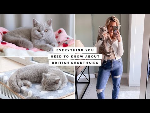 10 THINGS YOU NEED TO KNOW ABOUT OWNING A BRITISH SHORTHAIR KITTEN / CAT