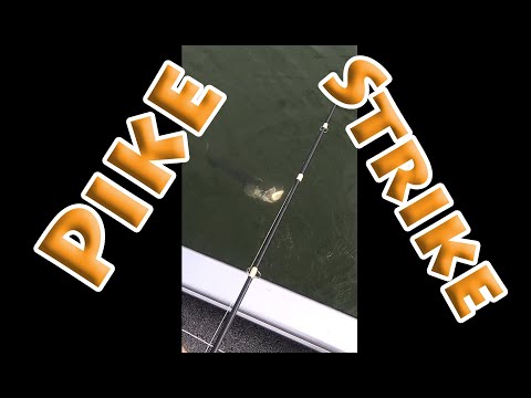 Slo- mo Pike Strike #shorts #pike #trophy