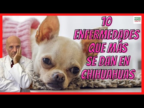 ⚠️ 10 ENFERMEDADES COMUNES EN LOS PERROS CHIHUAHUA  ⚠️