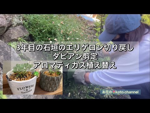 園芸 ヒメバネ、エリゲロン