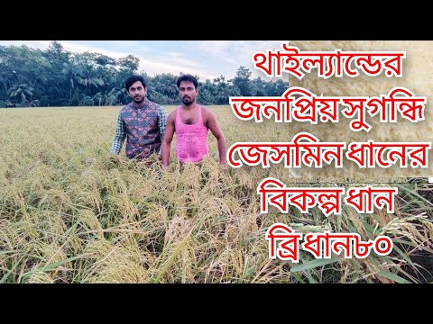 এসএমই শস্য কর্তন ব্রিধান 80