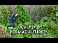 PERMACULTURE Explained in 6 Minutes DEFAULT Thumbnail