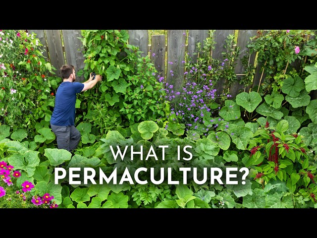 PERMACULTURE Explained in 6 Minutes SDDEFAULT Thumbnail