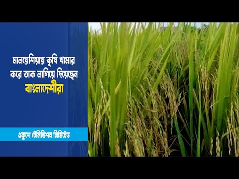 মালয়েশিয়ায় কৃষি খামার করে তাক লাগিয়ে দিয়েছেন বাংলাদেশীরা | Malaysia | ETV News