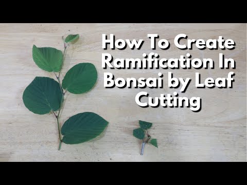 From Bush to Bonsai, How To Create Ramification by Cutting Leaves