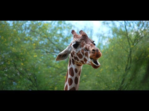 thoughtcocoon’s Video 161045208692 YRTAXUq0sks