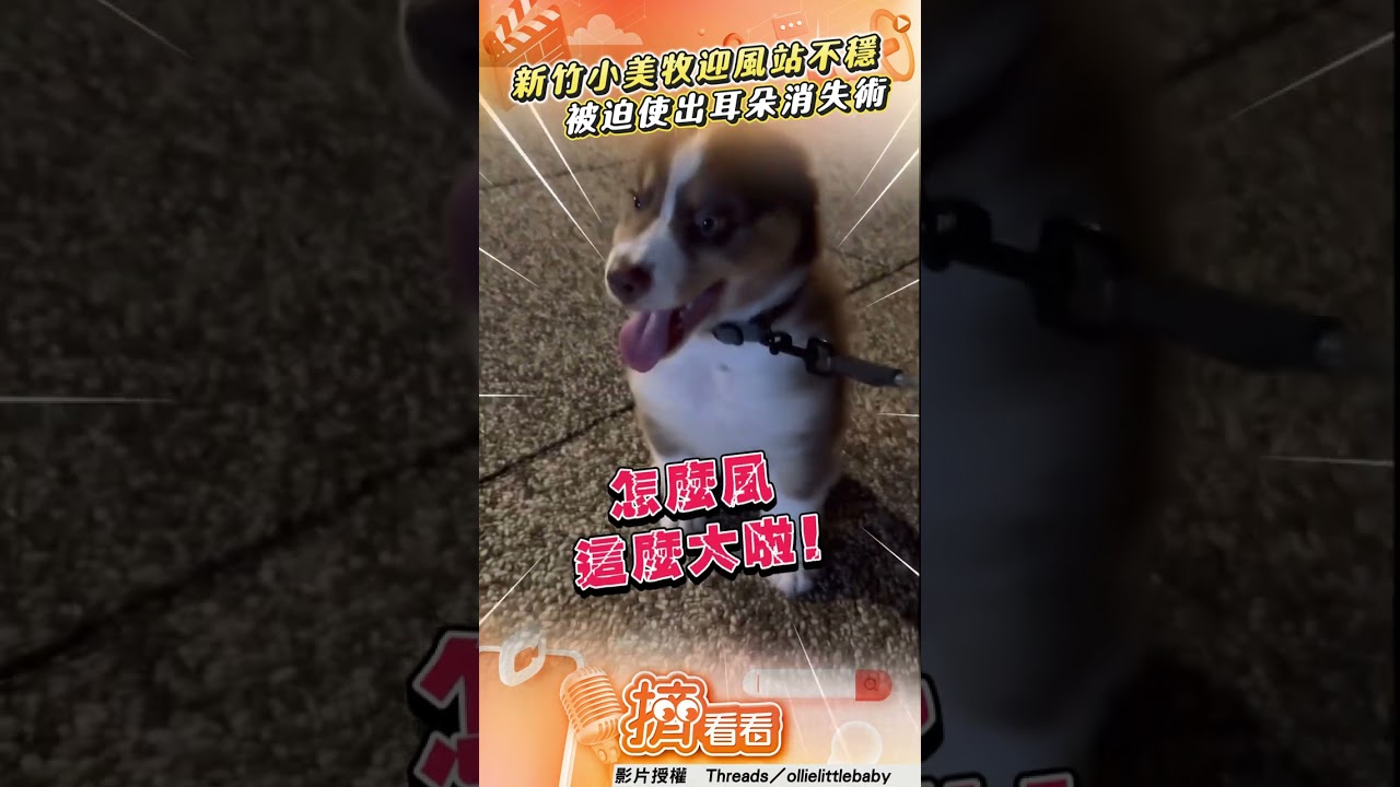 影音/新竹萌犬出門被狂風吹亂髮 耳朵秒消失網笑:臉快變形