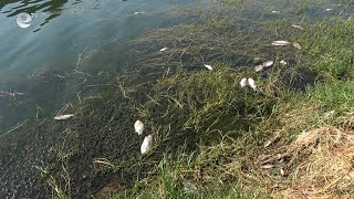 Мъртва риба е осеяла бреговете на яз. “Студен кладенец“ в Кърджали