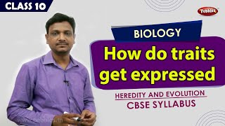 How do traits get expressed | Heredity and evolution | 10th CBSE Syllabus | Explanation