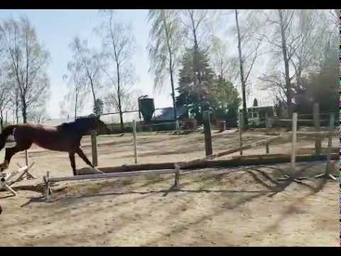 3jährige Holsteinerstute von Casaltino, Springen, 2020