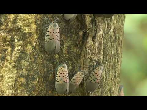 Spotted Lantern Fly Return