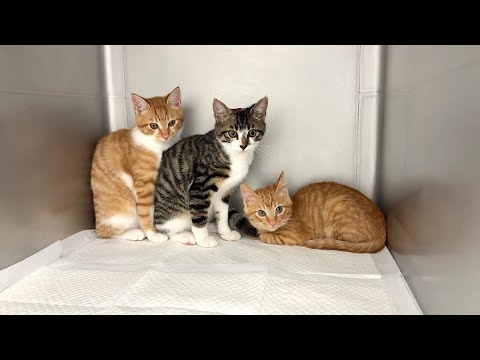 一時保護した子猫たちを緊急で病院に連れて行きました。