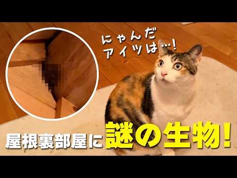 youtube-動物記事1970/01/01 09:00:00