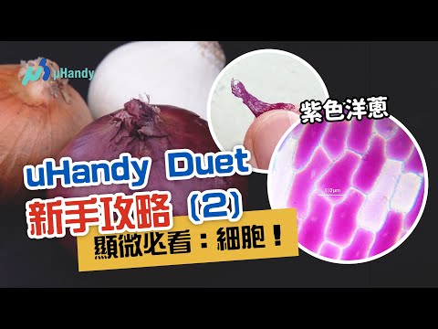 洋蔥表皮