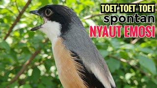 Download lagu SUARA CENDET GACOR TOET TOET || Hanya Sekali Putar Spontan Bikin Cendet Lain Nyaut Emosi mp3