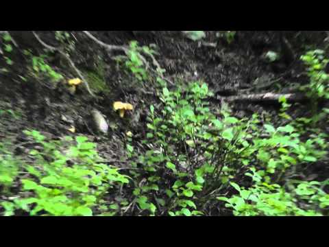 EIERSCHWäMME Arniberg Intschi  - ABENTEUER Wanderung im DUNKELN   Sommartider GYLLENE TIDER