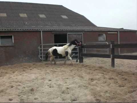 Ein verrücktes Pony,ein pinkes Halfter und ein blauer Ball